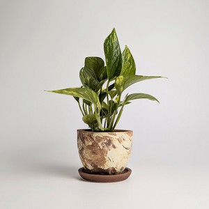 692-01　コガラポット　受皿セット　茶マーブル　植木鉢 日本製 信楽焼