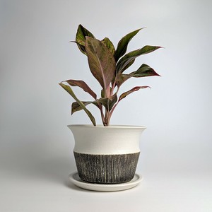 Shigaraki ware Pot/Planter Made in Japan