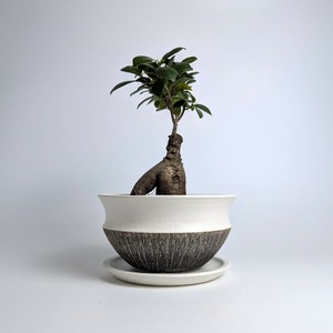 Shigaraki ware Pot/Planter Made in Japan