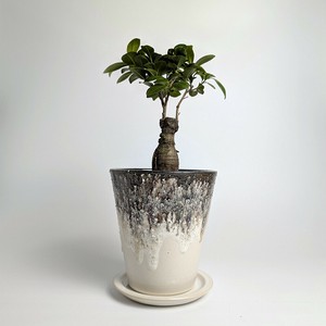 信乐烧 花盆 白色 日本制造