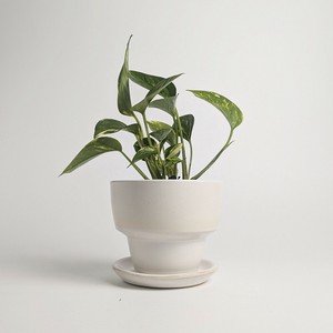 Shigaraki ware Pot/Planter Made in Japan