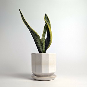Shigaraki ware Pot/Planter Made in Japan