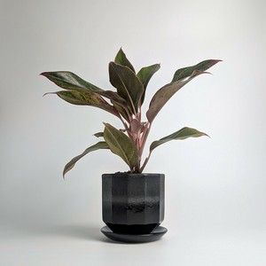 Shigaraki ware Pot/Planter Made in Japan