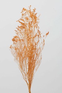 大地農園　EARTH　MATTERS　 カスピア オレンジ