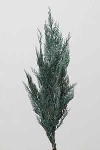 大地農園　EARTH　MATTERS　 シダー ウオッシュホワイト