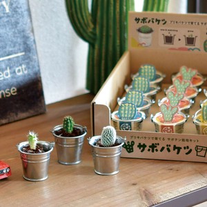 【聖新陶芸】サボバケツ栽培キット