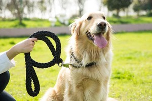犬用 首輪 リード チェーン   ペット用品  WCMA073