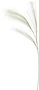 【造花】ロングカレックス　ライトグリーン　FG -5442L/G