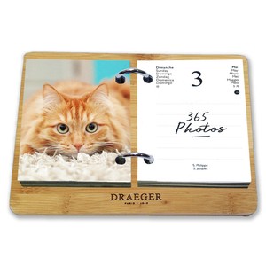 Pre-order Calendar Cats Cat Page-a-day Calendar Box Set [2025 NEW]