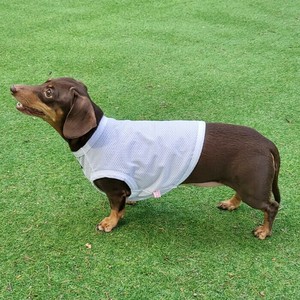 ダックスフンド服 接触冷感 クール クロップド タンクトップ ひんやり 小型犬 中型犬  春夏  S M L XL