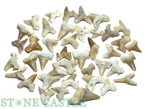 【化石】鮫の歯 (小) 約70gパック No.01 ★特価★ 【天然石 パワーストーン】