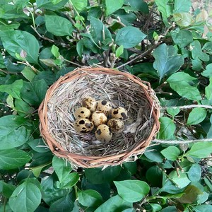 鳥小屋   わら編み  鳥用品    DYLB757