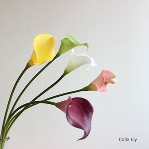 カラーリリー　31387