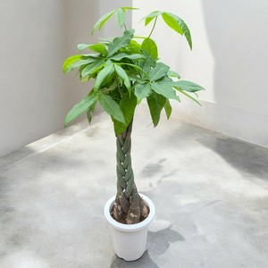 【観葉植物】 パキラ　7号プラ鉢