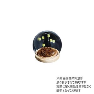 Flower glass dome フラワーガラスドーム 41405