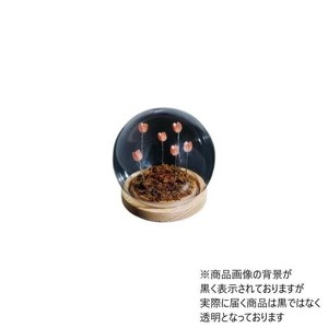Flower glass dome フラワーガラスドーム 41407