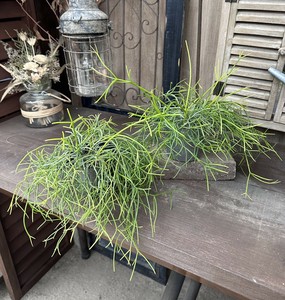 【観葉植物】リプサリス 3号プラ鉢苗