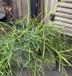 【観葉植物】リプサリス 5号プラ鉢苗