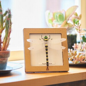 Object/Ornament Dragonfly Square Papercraft Made in Japan
