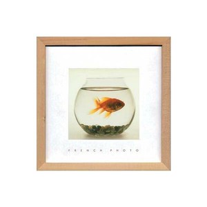 French Photography フォトアート Fish in his Bowl ZFP-51921