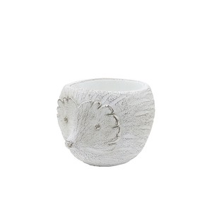 8/中旬入荷【カルナック】ランスポットハリネズミ