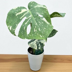 【観葉植物】 モンステラ タイコンステレーション　4号プラ鉢