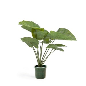 ALOCASIA アーティフィシャルプランツ（H57）