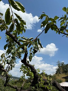 期間限定商品　京都大枝　柿の葉茶　京都産