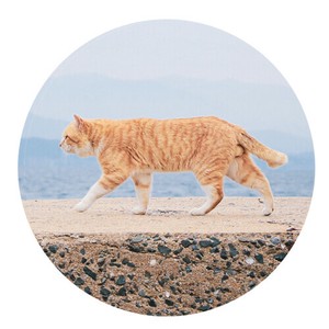 【SAKE（酒）GOODS】ラバー コースター CAT-1