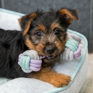 ロープトイ　パピー・ジュニア用　犬猫用おもちゃ