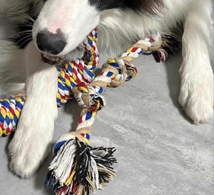 歯ぎしり  犬猫用品  ペット用品  LX2726