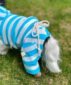 【2025春夏新作】NサマービーチSPT 犬服 マリンビーチサマー パイル素材ボーダーパンツ