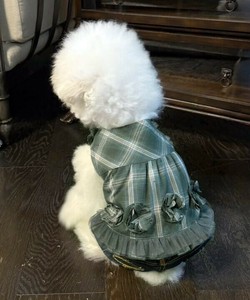 【2025春夏新作】Nチェックに花咲くSH 犬服 フラワーモチーフ付 裾チュールフリル チェックシャツ