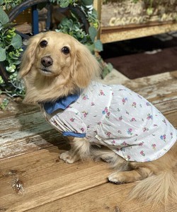 【2025春夏新作】シフォン花柄OP 犬服 花柄丸襟シフォンワンピース