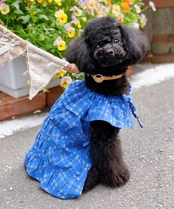 【2025春夏新作】ラッフルカラーOP 犬服 ラッフルカラーシアーギンガムチェックワンピース
