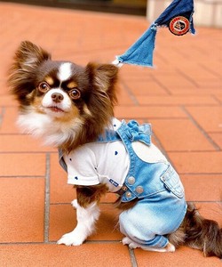 【2025春夏新作】CハートフルサロペPT 犬服 サガラハートワッペン デニムサロペットパンツ クール加工