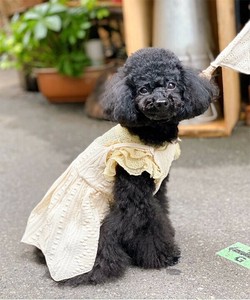 【2025春夏新作】サマーニットOP 犬服 サマーニットキャミソールワンピース