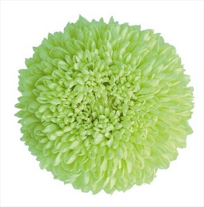 【大地農園】プリザーブドフラワー   ポンポン菊   ドライフラワー　EARTH　MATTERS