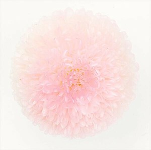 【大地農園】プリザーブドフラワー   ポンポン菊・ミディ   ドライフラワー　EARTH　MATTERS