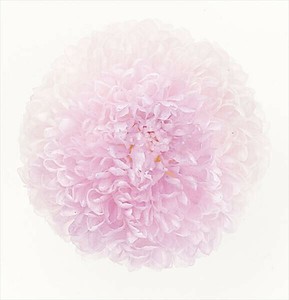 【大地農園】プリザーブドフラワー   ポンポン菊・ミディ   ドライフラワー　EARTH　MATTERS