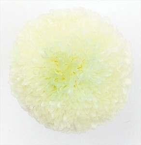 【大地農園】プリザーブドフラワー   ポンポン菊・ミディ   ドライフラワー　EARTH　MATTERS