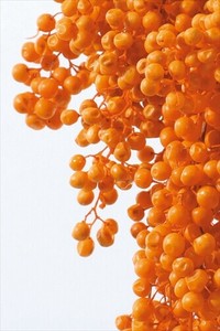 【大地農園】プリザーブドフラワー  ペッパーベリー・プリザーブド  ドライフラワー　EARTH　MATTERS