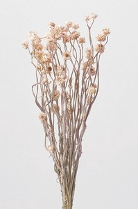 【大地農園】ドライフラワー  アンモビューム  プリザーブドフラワー　EARTH　MATTERS