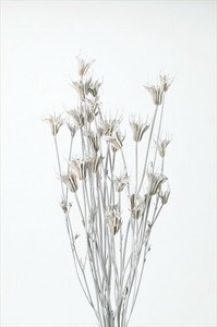 【大地農園】ドライフラワー   ニゲラオリエンタリス  プリザーブドフラワー  　EARTH　MATTERS