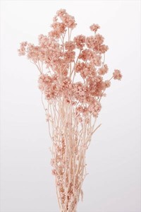 【大地農園】ドライフラワー  クリスパム  プリザーブドフラワー  　EARTH　MATTERS