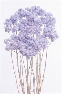 【大地農園】ドライフラワー  クリスパム  プリザーブドフラワー  　EARTH　MATTERS