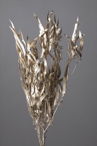 デザインペイント  ユーカリ・エキゾチカ・葉付  ドライフラワー  ト　EARTH　MATTERS