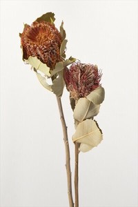 ドライフラワー  バンクシャ・ココシネア  プリザーブドフラワー  ト　EARTH　MATTERS