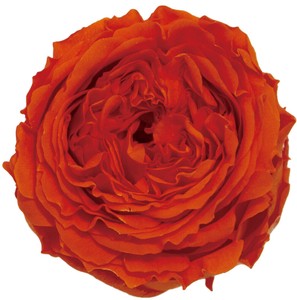 プリザーブドフラワー PM ナナ ガーデンローズ 19色 ドライフラワー 薔薇 フラワーアレンジメント