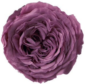 プリザーブドフラワー PM ナナ ガーデンローズ 19色 ドライフラワー 薔薇 フラワーアレンジメント